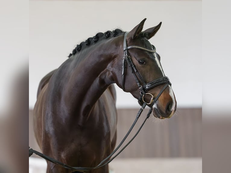 Hanovrien Jument 4 Ans 164 cm Bai brun in Münster-Handorf