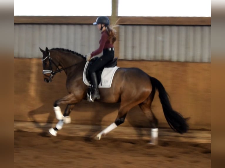 Hanovrien Jument 4 Ans 164 cm Bai in Fredenbeck