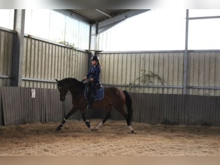 Hanovrien Jument 4 Ans 164 cm Bai in Löhnberg
