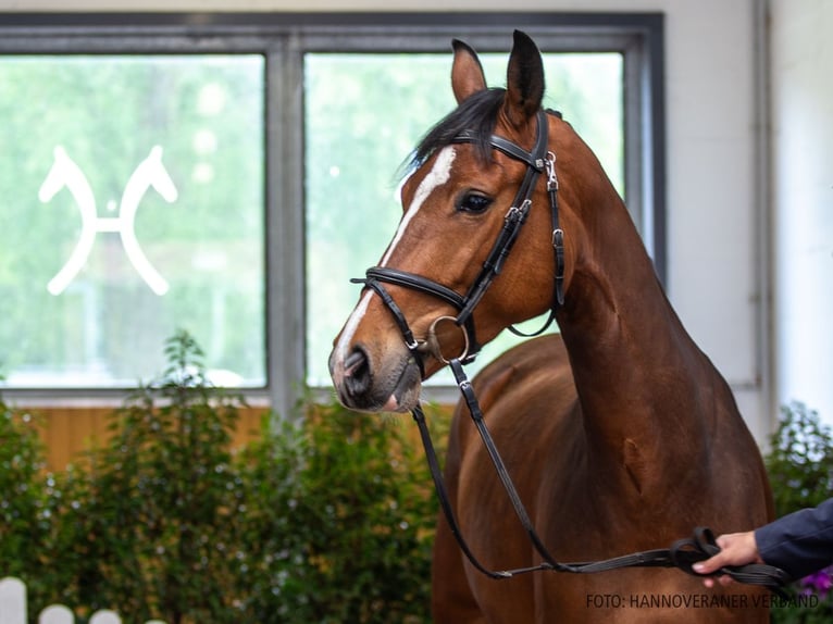 Hanovrien Jument 4 Ans 164 cm Bai in Verden