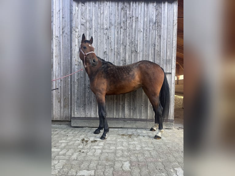 Hanovrien Jument 4 Ans 164 cm Bai in Zell am Moos