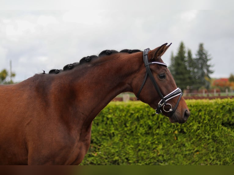 Hanovrien Jument 4 Ans 164 cm Bai in Tiddische