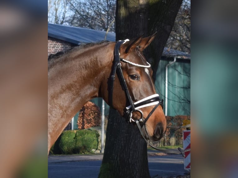 Hanovrien Jument 4 Ans 164 cm  in Fredenbeck