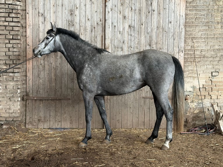 Hanovrien Jument 4 Ans 164 cm Gris noir in Wust Briest