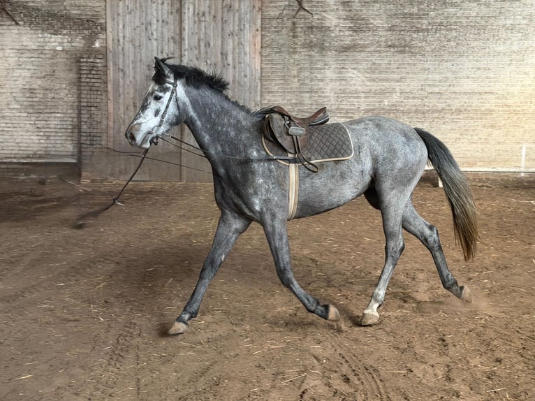 Hanovrien Jument 4 Ans 164 cm Gris noir in Wust Briest