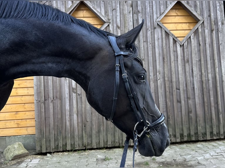 Hanovrien Jument 4 Ans 164 cm Noir in Gödenstorf