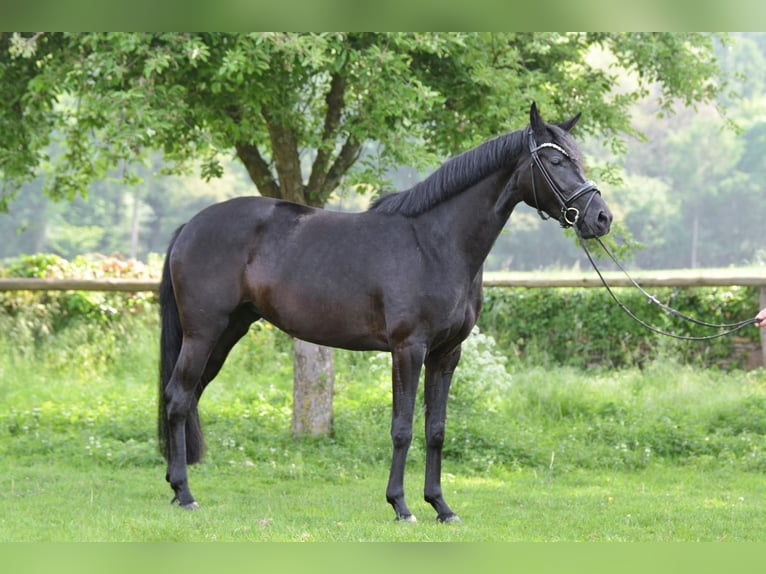 Hanovrien Jument 4 Ans 164 cm Noir in Belm
