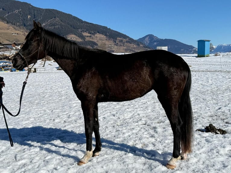 Hanovrien Jument 4 Ans 164 cm Noir in Piesendorf