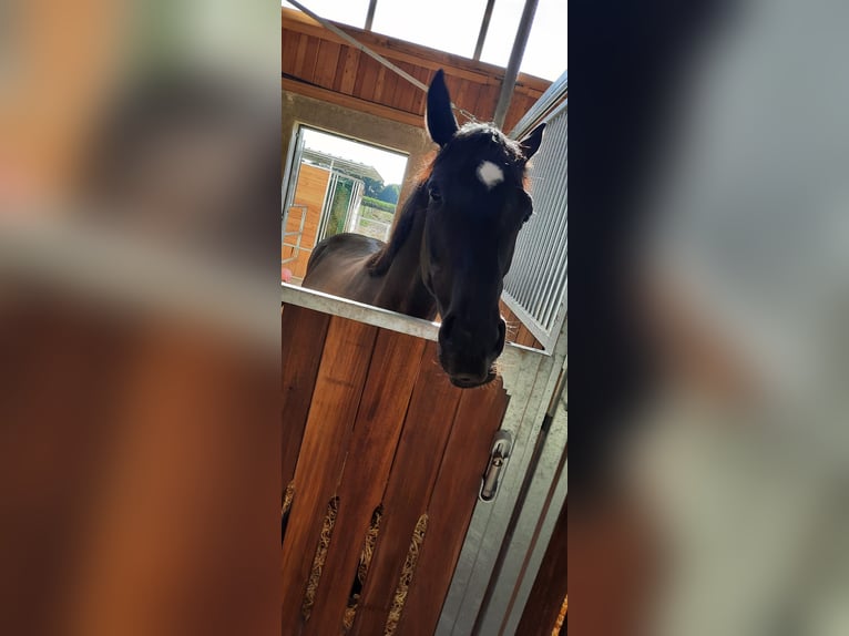 Hanovrien Jument 4 Ans 164 cm Noir in Oer-Erkenschwick