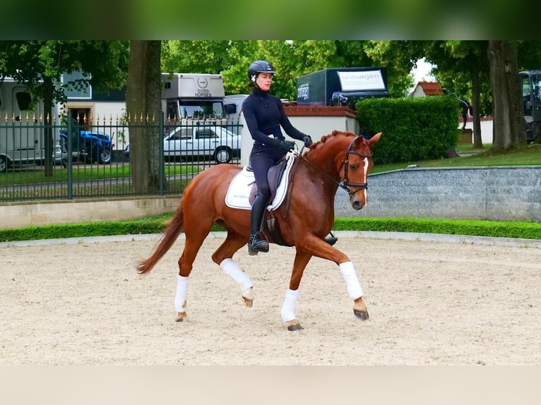 Hanovrien Jument 4 Ans 165 cm Alezan brûlé in Güglingen