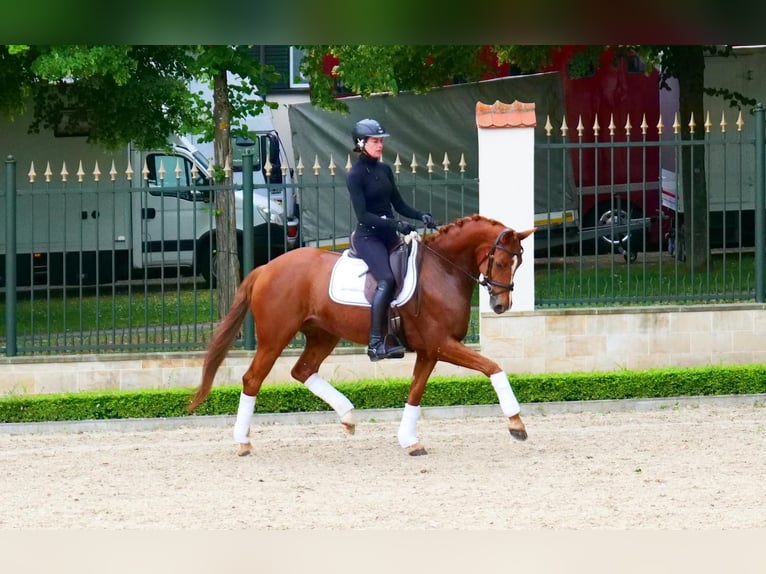 Hanovrien Jument 4 Ans 165 cm Alezan brûlé in Güglingen