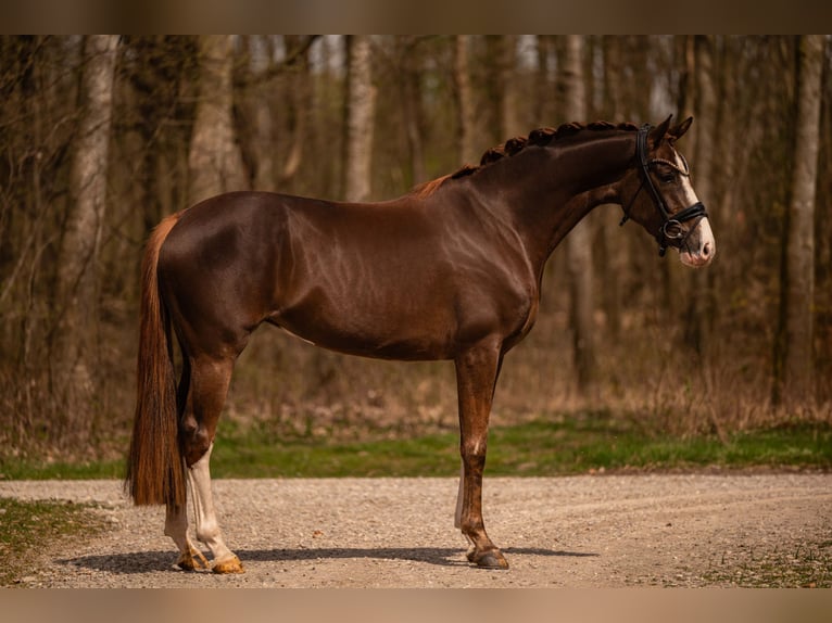 Hanovrien Jument 4 Ans 165 cm Alezan brûlé in Wehringen