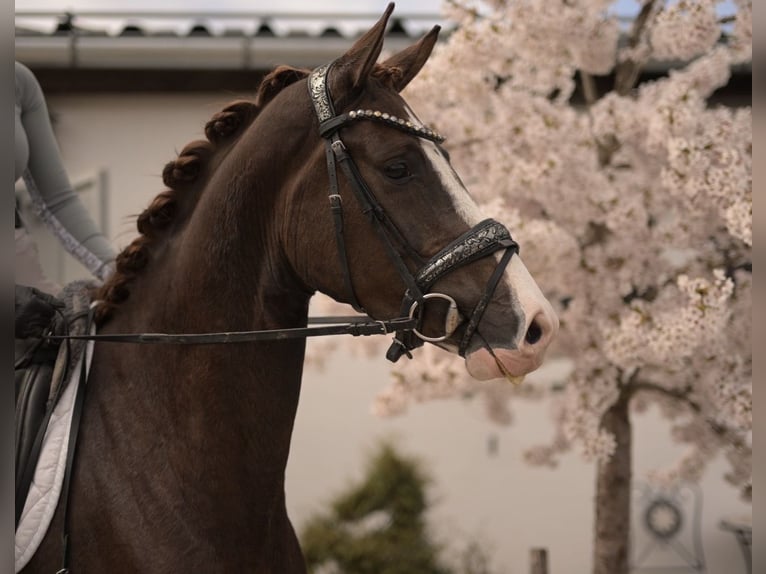 Hanovrien Jument 4 Ans 165 cm Alezan brûlé in Wehringen