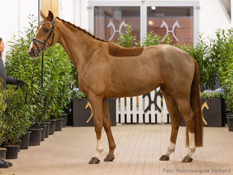 Hanovrien Jument 4 Ans 165 cm Alezan brûlé in Verden