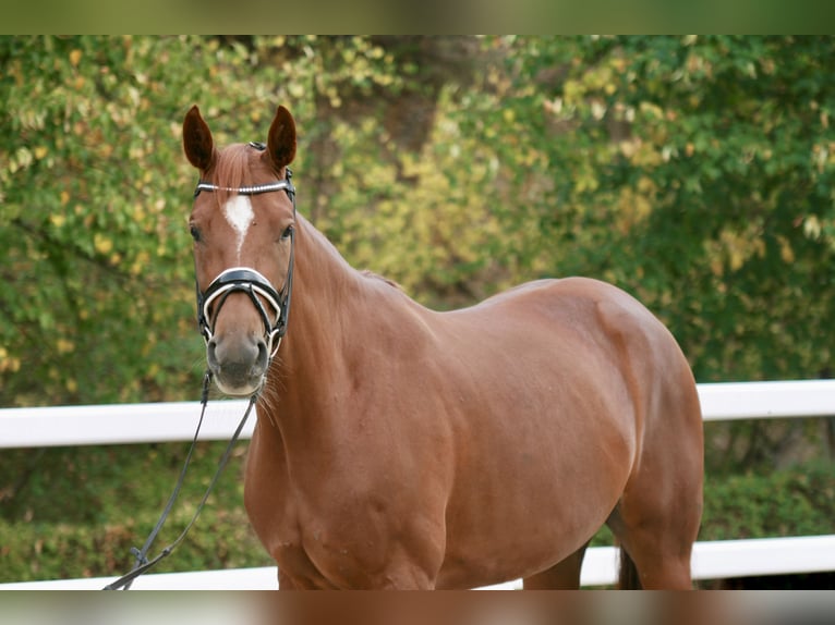 Hanovrien Jument 4 Ans 165 cm Alezan in Chüden