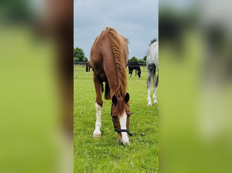 Hanovrien Jument 4 Ans 165 cm Alezan in OststeinbekOststeinbek