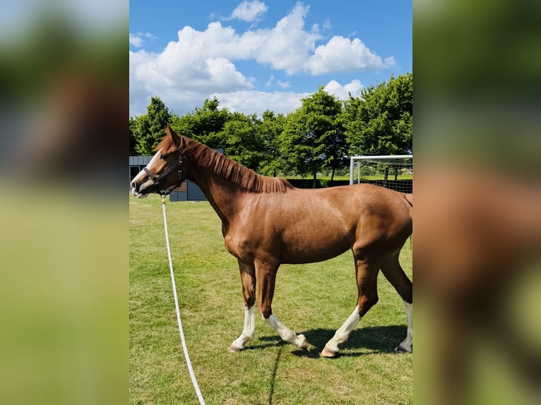 Hanovrien Jument 4 Ans 165 cm Alezan in OststeinbekOststeinbek