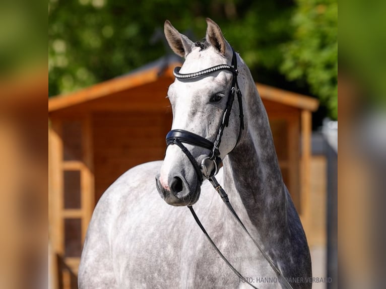 Hanovrien Jument 4 Ans 165 cm Alezan in Verden
