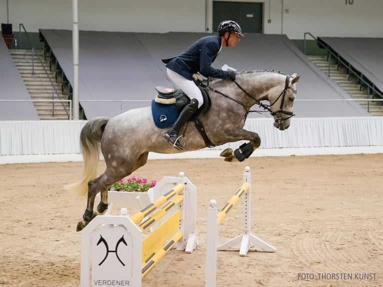 Hanovrien Jument 4 Ans 165 cm Alezan in Verden