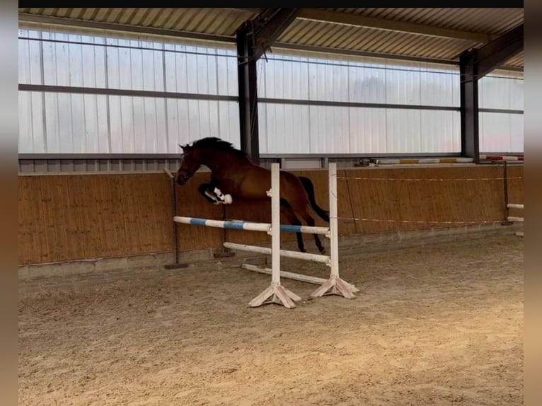 Hanovrien Jument 4 Ans 165 cm Bai brun in Hittbergen
