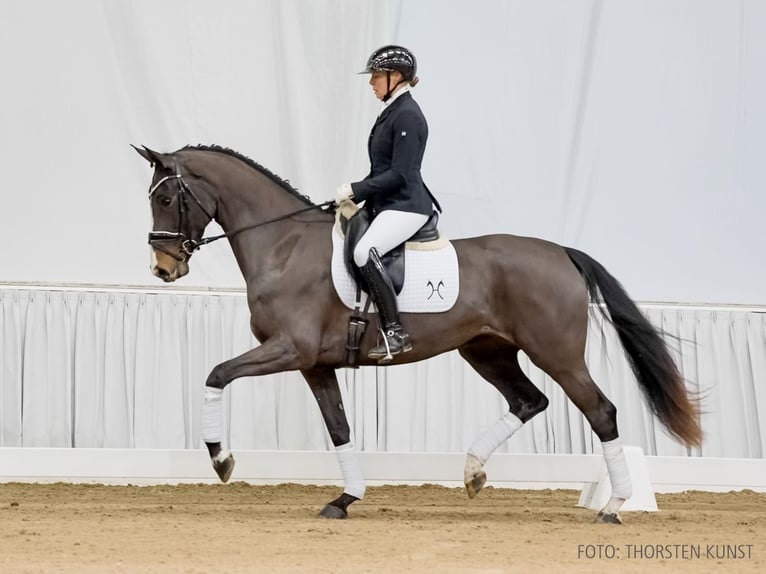 Hanovrien Jument 4 Ans 165 cm Bai brun in Verden