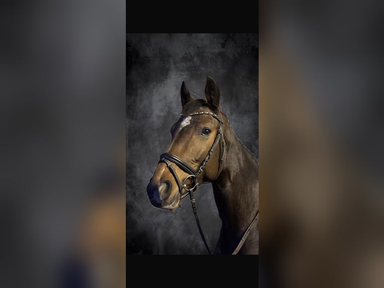 Hanovrien Jument 4 Ans 165 cm Bai brun in Bremervörde