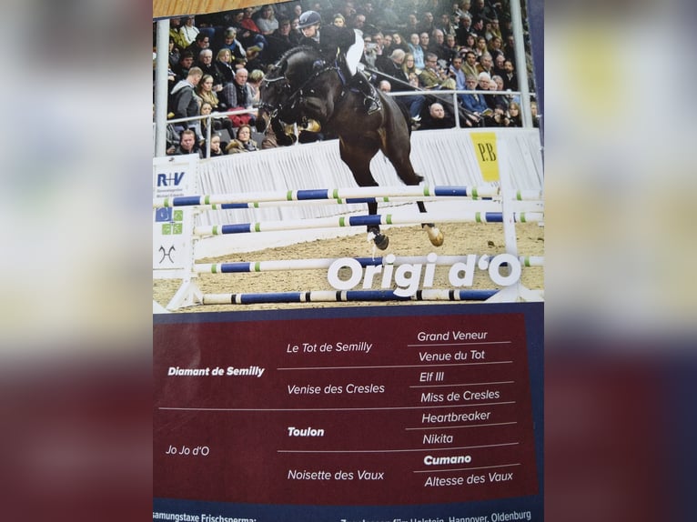 Hanovrien Jument 4 Ans 165 cm Bai brun in Igis