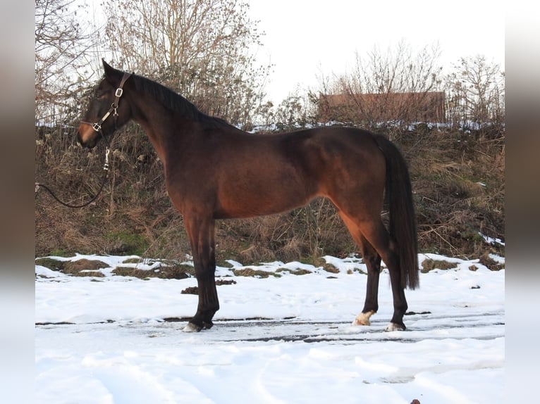 Hanovrien Jument 4 Ans 165 cm Bai brun in Verl