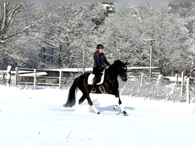 Hanovrien Jument 4 Ans 165 cm Bai brun foncé in Langwedel