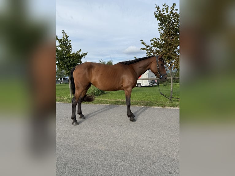 Hanovrien Croisé Jument 4 Ans 165 cm Bai cerise in Grgar