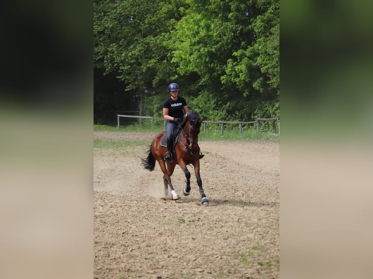 Hanovrien Jument 4 Ans 165 cm Bai in Preetz