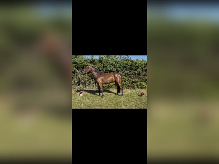 Hanovrien Jument 4 Ans 165 cm Bai in Marxen