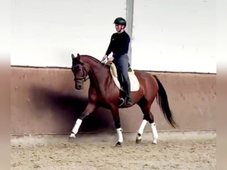 Hanovrien Jument 4 Ans 165 cm Bai in B&#xF6;heimkirchen