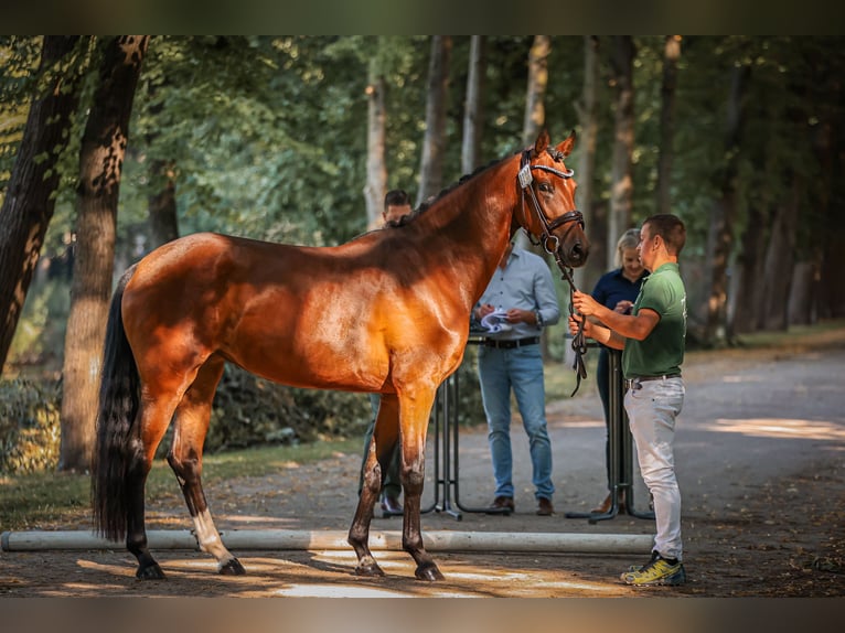 Hanovrien Jument 4 Ans 165 cm Bai in Moers