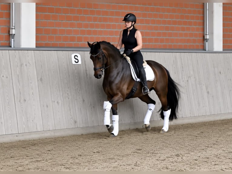 Hanovrien Jument 4 Ans 165 cm Bai in Wentorf bei Hamburg