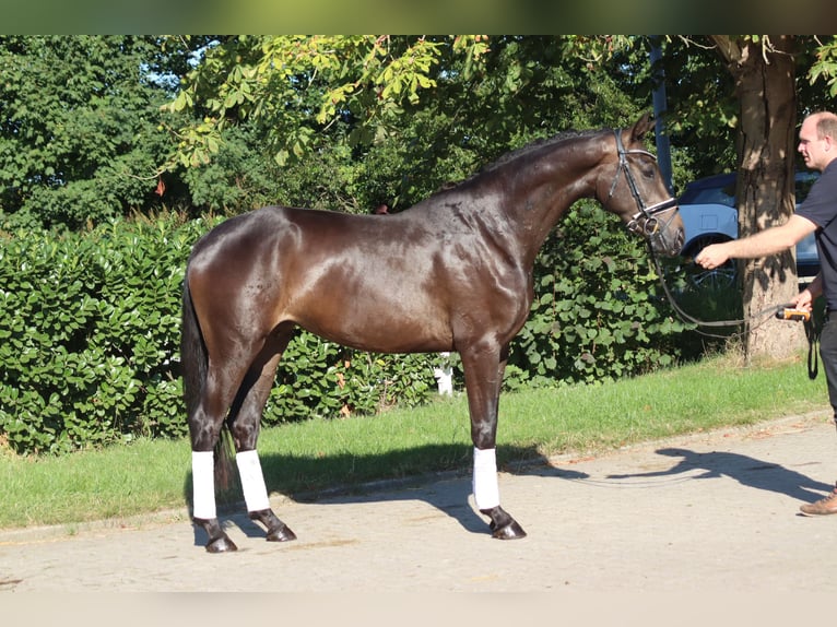 Hanovrien Jument 4 Ans 165 cm Bai in Selsingen