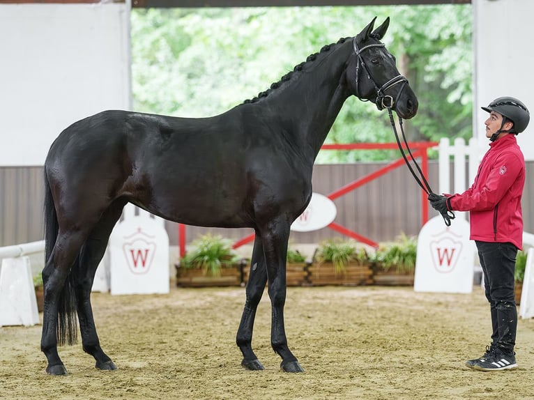 Hanovrien Jument 4 Ans 165 cm Bai in Münster-Handorf