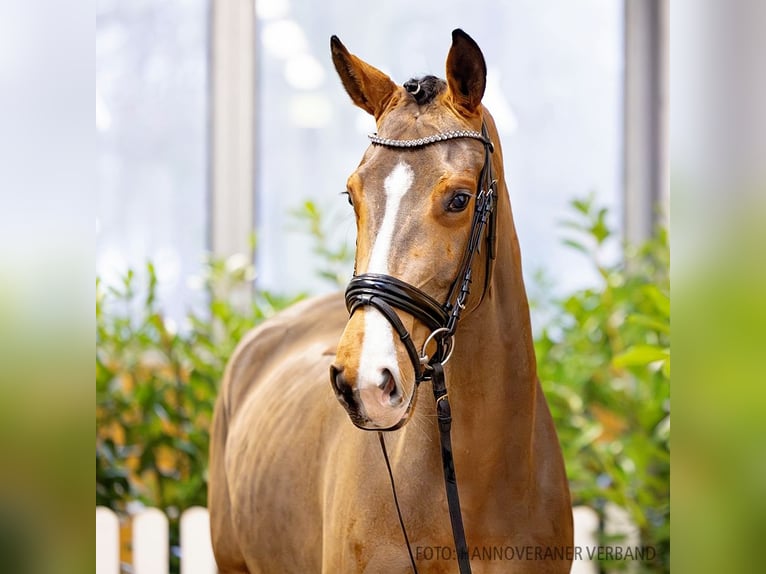 Hanovrien Jument 4 Ans 165 cm Bai in Verden