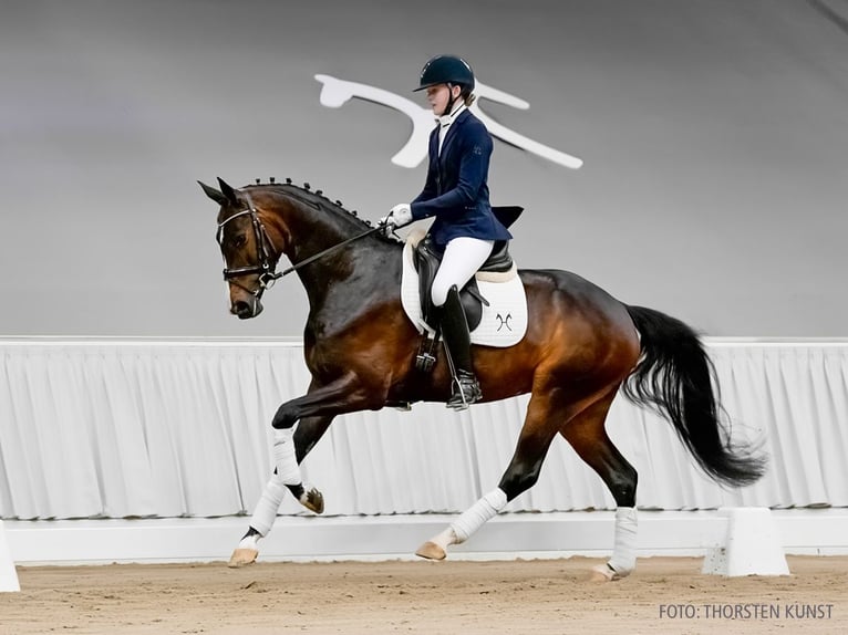 Hanovrien Jument 4 Ans 165 cm Bai in Verden