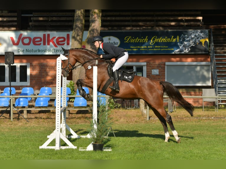 Hanovrien Jument 4 Ans 165 cm Bai in Gorleben Meetschow