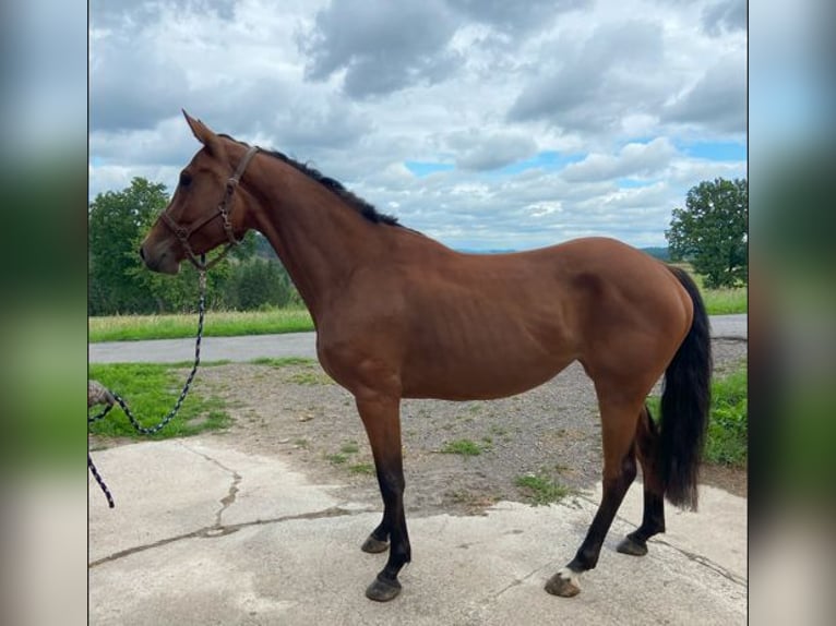 Hanovrien Jument 4 Ans 165 cm Bai in Drolshagen