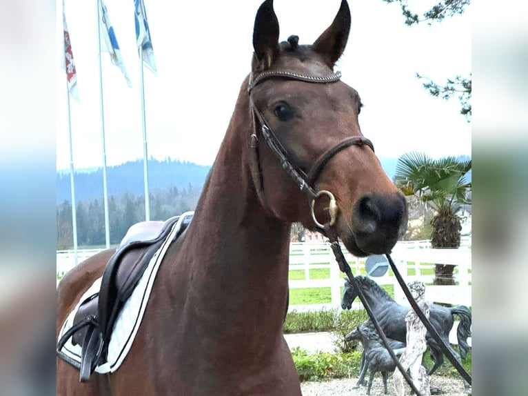 Hanovrien Jument 4 Ans 165 cm Bai in Rüegsauschachen