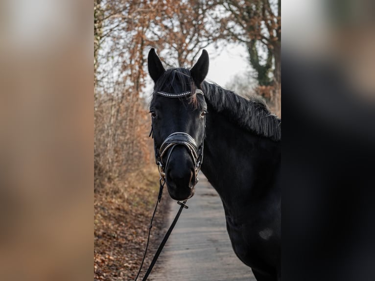 Hanovrien Jument 4 Ans 165 cm Noir in Tornesch