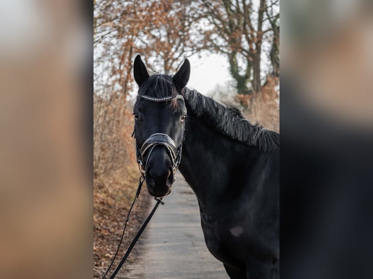 Hanovrien Jument 4 Ans 165 cm Noir in Tornesch