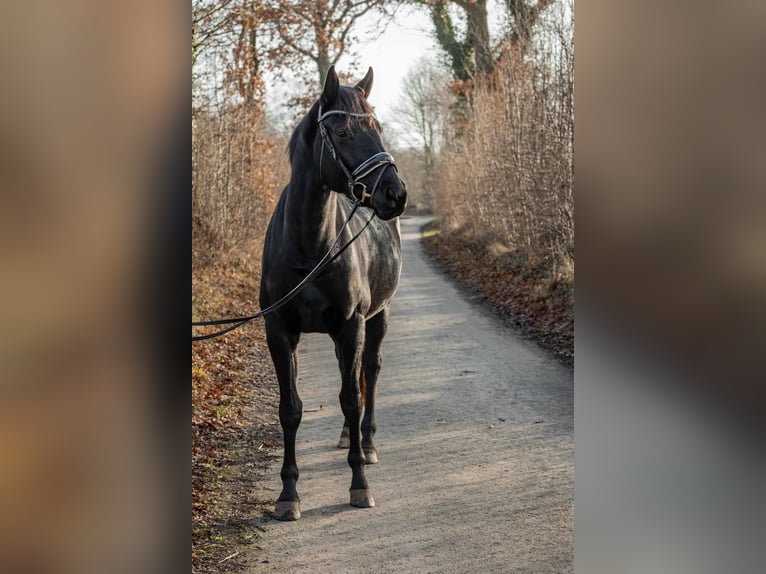 Hanovrien Jument 4 Ans 165 cm Noir in Tornesch