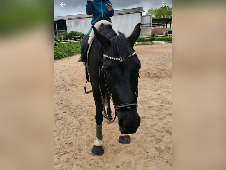 Hanovrien Jument 4 Ans 165 cm Noir in Oyten