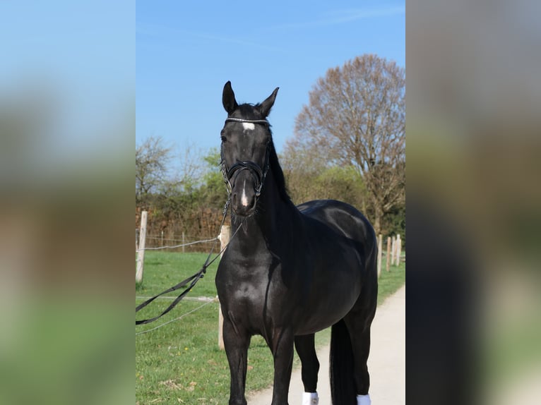 Hanovrien Jument 4 Ans 165 cm Noir in Otterfing