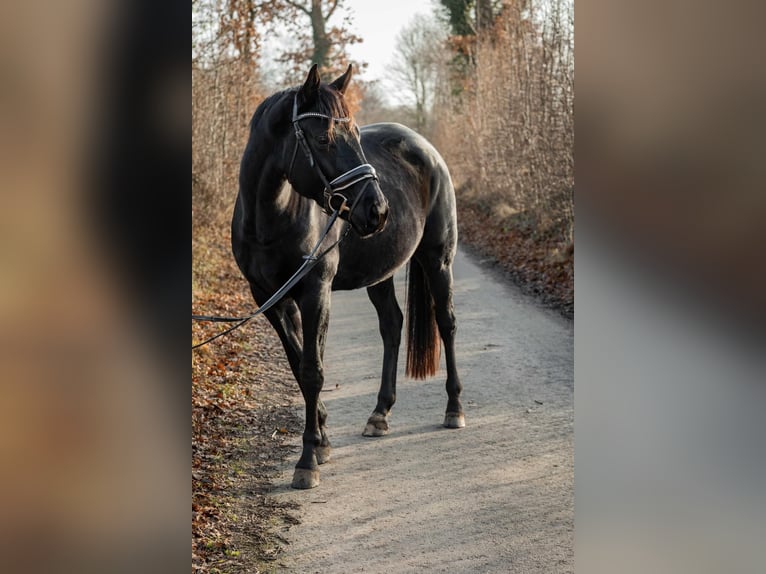 Hanovrien Jument 4 Ans 165 cm Noir in Tornesch