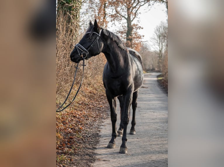 Hanovrien Jument 4 Ans 165 cm Noir in Tornesch