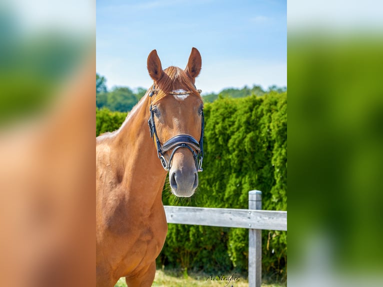 Hanovrien Jument 4 Ans 166 cm Alezan in Petting